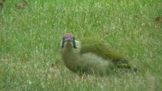 Yaffle Green Woodpecker [upl. by Ydnak972]