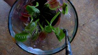 Venus Fly Trap Eating Mosquito [upl. by Reddin612]