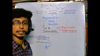 Error prone PCR [upl. by Mcilroy]