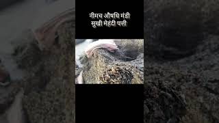 नीमच औषधि मंडी भाव। मेंहदी पत्ती का भाव । neemuch mandi bhav shorts [upl. by Saito705]