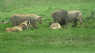 Lions Eating [upl. by Ahmad]