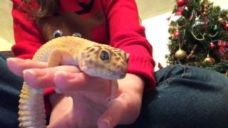 Leopard Gecko Making Sounds When Being Handled [upl. by Mir]