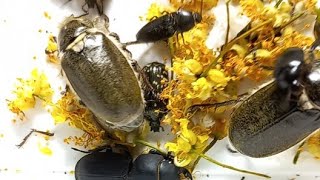 LIVING BEETLES 🐞 Scarabaeidae Lucanidae Tenebrionidae Elateridae 08062024 Kyiv Ukraine [upl. by Idnas190]