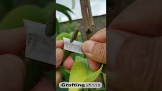 pear tree grafting technology l grafting shorts [upl. by Marline]