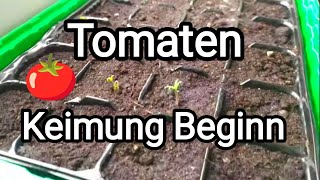 Tomaten 🍅 Keimung Beginn [upl. by Ynohtna338]