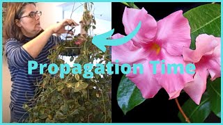 Part 2 How to Propagate  Propagating Dipladenia Mandevilla Vine Indoors [upl. by Kelci349]