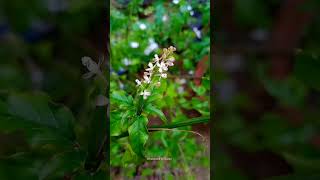 രക്തനെല്ലി Blood berry Rivina humilis Pigeon berry രക്തനെല്ലി bloodberry nature ytshorts yt [upl. by Felicdad]