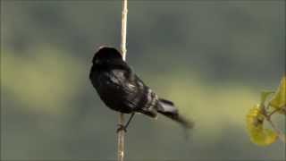 Wikłacz półobrożny  Redcollared Widowbird  Euplectes ardens [upl. by Conover]