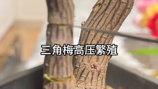 三角梅高压繁殖全过程｜The whole process of high pressure propagation of bougainvillea [upl. by Eirrok]