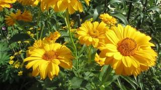 Heliopsis scabra [upl. by Wohlert]