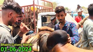 Bhains Colony Mandi Karachi Cattle Rates 01062024  Soda Sasta Ya Mahanga  🤔  Cow Mandi 2024 [upl. by Norbel]