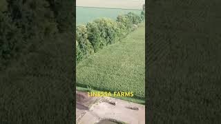 Linessa Farms Aerial View [upl. by Anabahs]