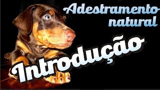 Curso grátis de adestramento  Introdução [upl. by Gnilyarg]