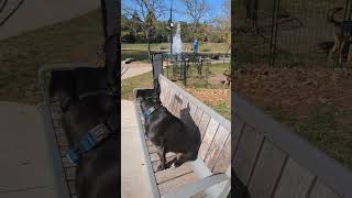 Check Out This Pit Mixs Incredible Obedience Journey  Indianapolis Dog Trainers Off Leash K9 [upl. by Inahs503]