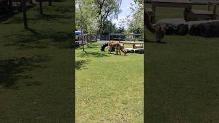 alpaca in the hot sun alpaca animal animals toronto trending viral shortsviral vlog [upl. by Rigdon]