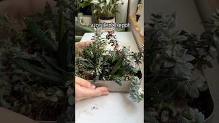 Succulents shorts indoorplants diy houseplants garden propagation succulent plantcare [upl. by Kaiser209]