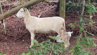 Springtime shifting Old Sarum flock grows again [upl. by Benildas704]