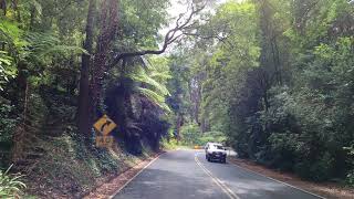 Dandenong Ranges Victoria drive through  4K [upl. by Irbua]