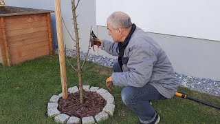 Säulenbäume lange fruchtbar halten [upl. by Fasto218]