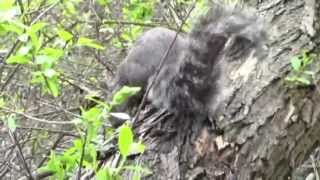 Western Gray Squirrel Sciurus griseus in Santa Barbara California [upl. by Ednutey]