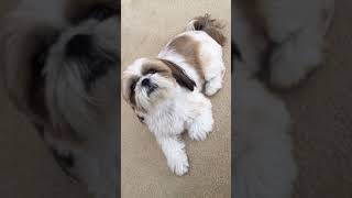 Shih Tzu talking back [upl. by Golightly437]