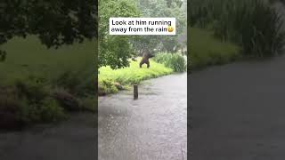 Look at this gorilla running away from the rain 🦍♥️ [upl. by Akinod633]