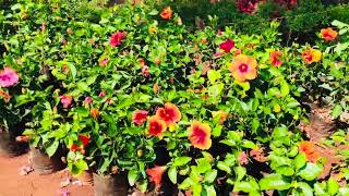 ✨MAHABALESHWAR 🍓STRAWBERRY FARM 🍰 amp FLOWER 🌺 [upl. by Hoshi]