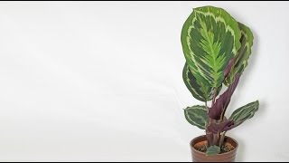 Calathea roseopicta  Korbmarante Prayer Plant [upl. by Edy679]