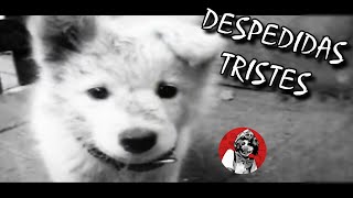 Las 6 despedidas más tristes y dolorosas de animalitos Parte 3  Oscar Jack [upl. by Dallman]