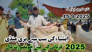 Asia ke sub sa bari mandi  2025 Qurbani ka barka  gulabi or patari nasal ka khubsurat bakra [upl. by Seamus]