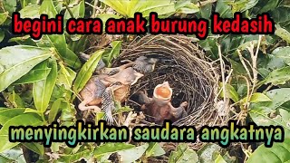 anak burung kedasih berusaha menyingkirkan saudara angkatnyacuckoocuckoobird burungkedasihjahat [upl. by Mou]