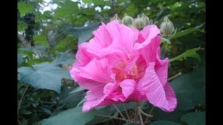 Hibiscus Mutabilis 5 [upl. by Sokul]