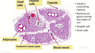 Histology of parathyroid gland [upl. by Nortad]