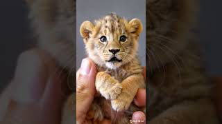 Adorable Mini Lion Cub – A Tiny King of Cuteness [upl. by Shanie]