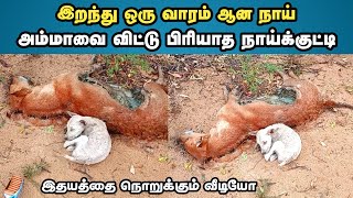 viral videoவிலங்கோ மனிதனோ தாய் இல்லை என்றால் இப்படித்தான்  dog love tamil video [upl. by Annice83]