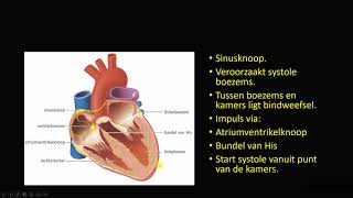 werking van het hart [upl. by Isolt]