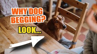 🐶🙏 WHY Dogs BEG for Food and How to STOP IT [upl. by Dnalra845]