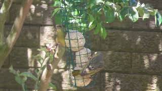 Cape Weavers and a Cape Weaver feeding another Cape Weaver [upl. by Lieno]