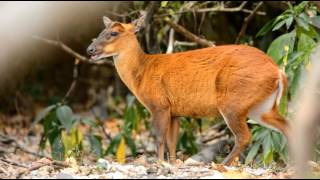 how eat a muntjac barking deer barking deerwildlife documentarywildlife videomuntjac [upl. by Atsyrk]