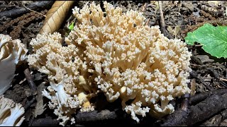 Ramaria pallida September 29 2024 [upl. by Eugilegna]