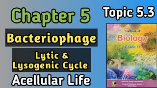 Bacteriophage  Structure And Replication Of Bacteriophage In Lytic And Lysogenic Life Cycle [upl. by Alil128]