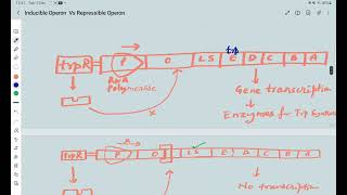 Inducible Operon Vs Repressible Operon [upl. by Codi]