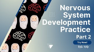 Nervous System Development Part 2  Neuroanatomy [upl. by Nalo]