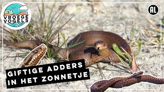 Adders zijn aan het zonnen  Zelf Geschoten  Vroege Vogels [upl. by Lidah]