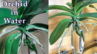 Secrets to Grow Orchids in Water 1 [upl. by Irak]