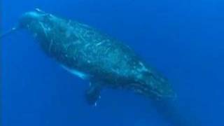 WHALES IN POLYNESIA RURUTU [upl. by Drannel]