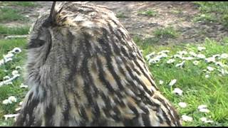 Eagles Hawks Owls and Falcons Flying Celestial Space Waving the White Feather Pamela Leigh Richards [upl. by Hannahsohs]