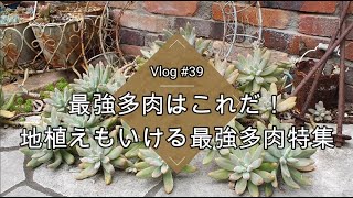 【Vlog39】最強多肉はこれだ！地植えも出来る最強多肉特集【多肉植物】【地植え】【多肉花壇】 [upl. by Gillette102]