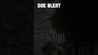 Vocal Doe  Doe Bleat vs Doe Grunt whitetailhunt deerhunting [upl. by Wain]