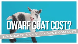 HOW MUCH DOES A NIGERIAN DWARF GOAT COST [upl. by Worthington]